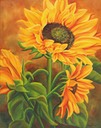 sunflower 300dpi 11x13 79